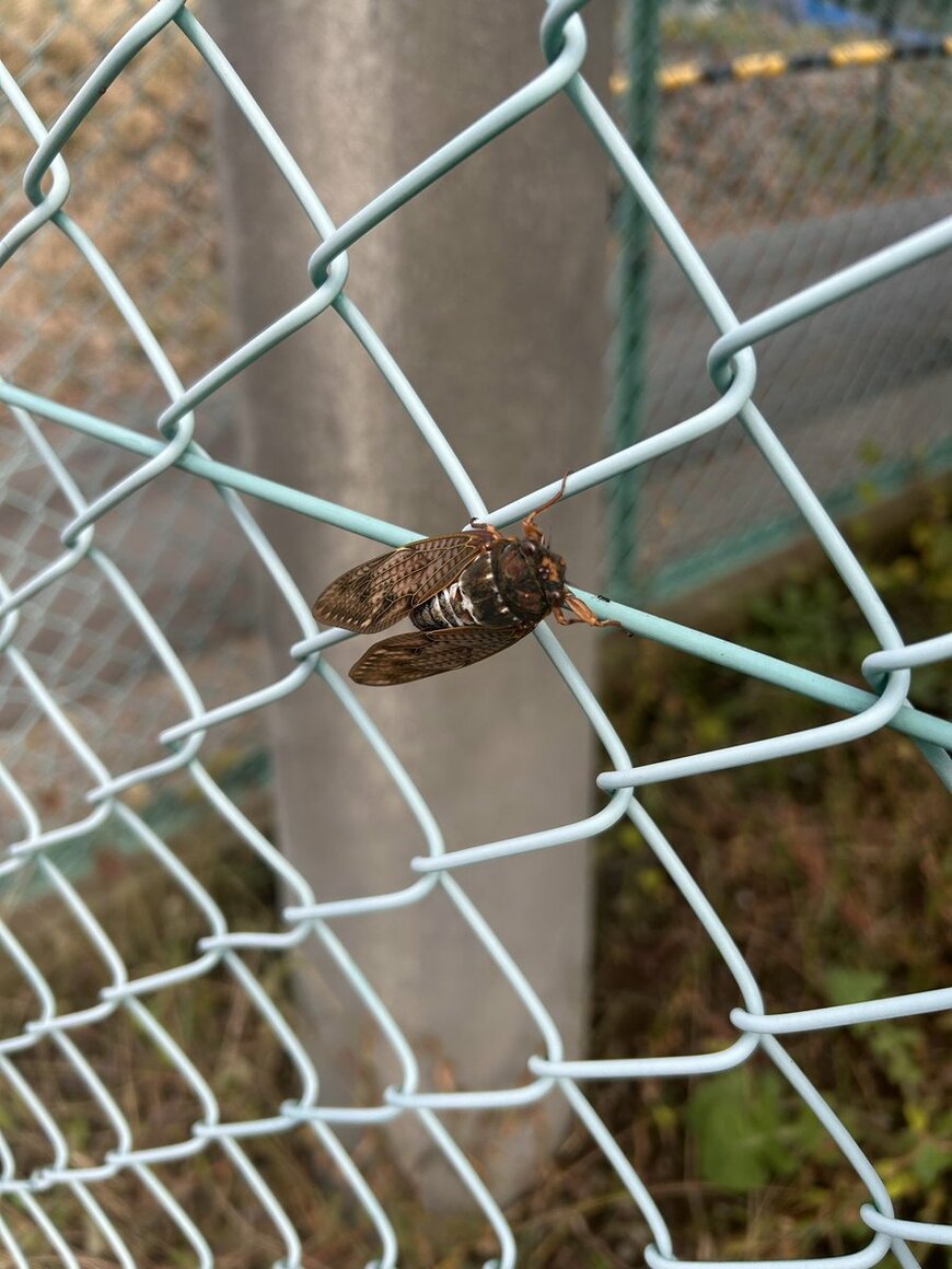 出所：@h18AYOU_24