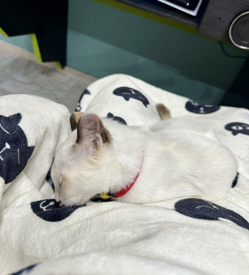 出所：@omochi_nam01