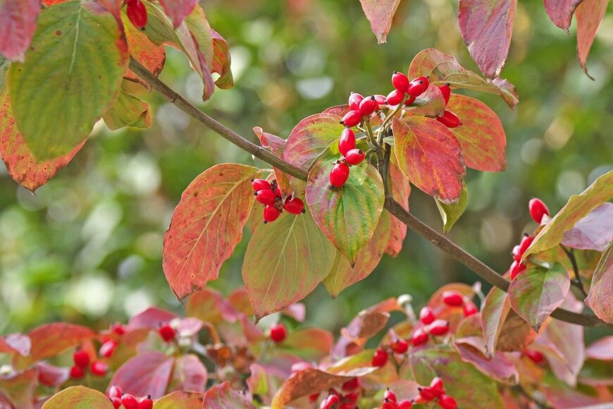 【ガーデニング】紅葉シーズンを庭で楽しむ！おすすめの落葉樹・6選