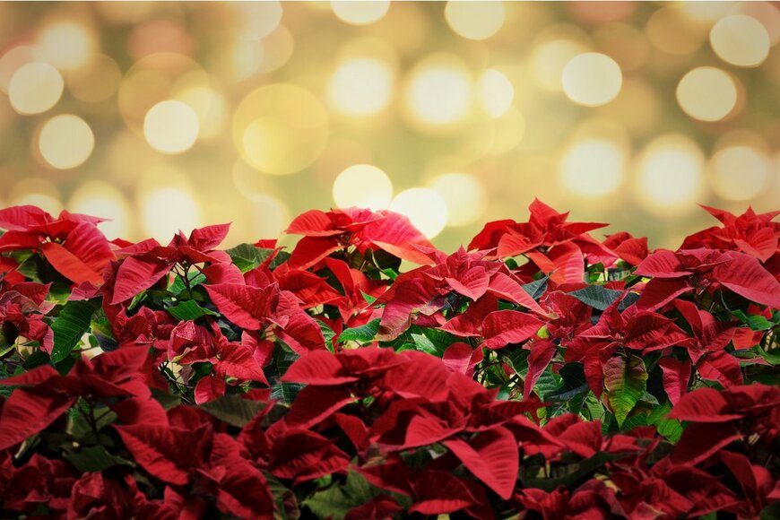 ポインセチアの花言葉は？クリスマスに飾られる理由は？基本情報もあわせて解説！