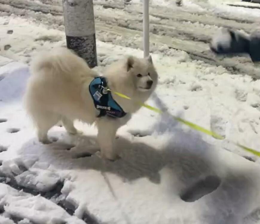 雪にテンション爆上がりのサモエド犬がかわいい　なくなる雪玉に「あれ…？どこ……？」