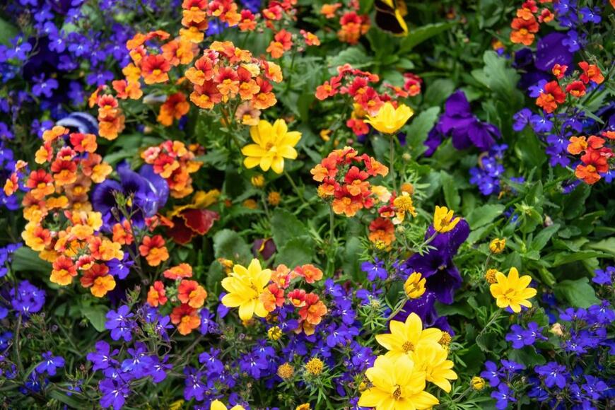 オレンジとぐんじょう色と黄色の花が咲いている。