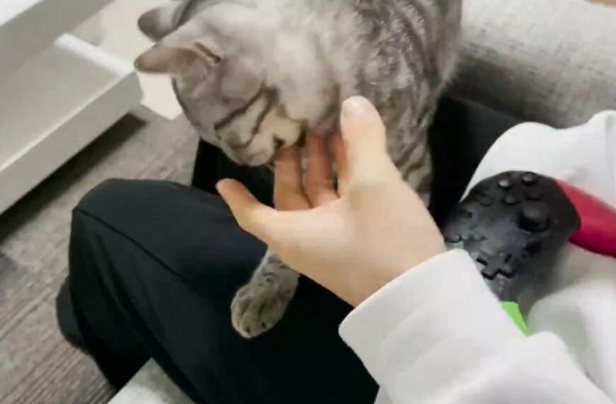 ゲームを全力で阻止する猫