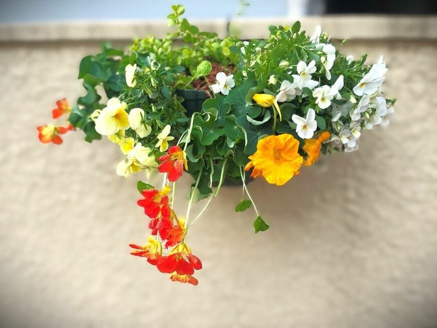 オレンジのナスタチウム、オレンジと黄色と白のパンジーの花がバスケットに植えられている。