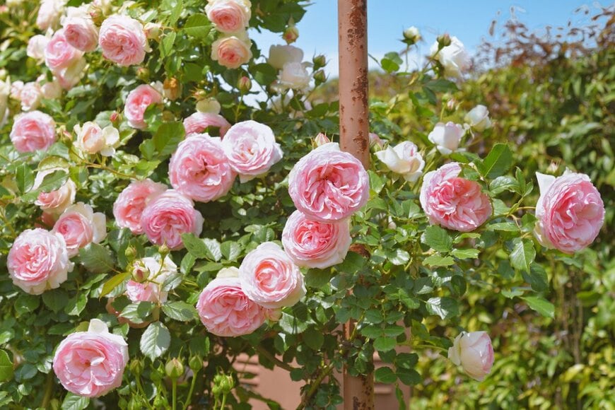 満開に咲いている薄桃色のバラ