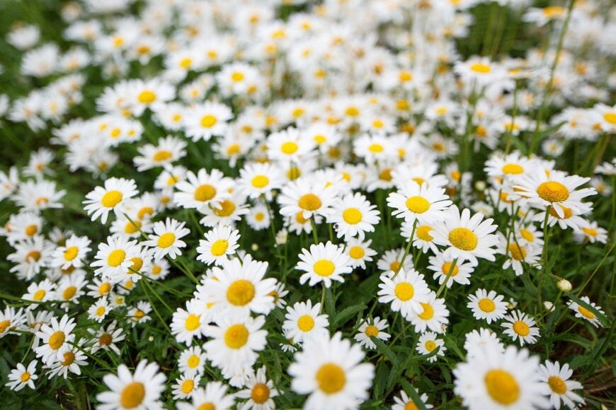 白い花びらで、花の真ん中が黄色の、ノースポール