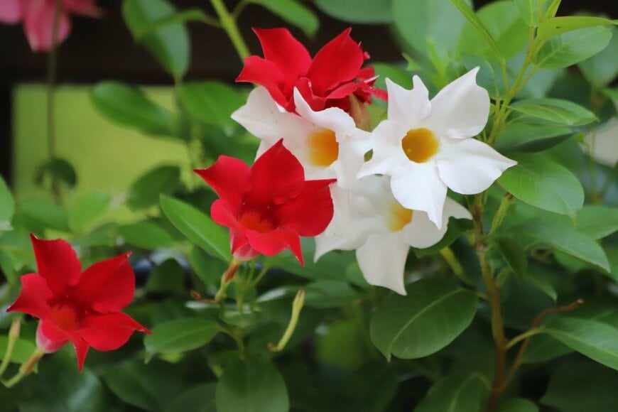 赤い花と白い花を咲かせている、マンデビラ