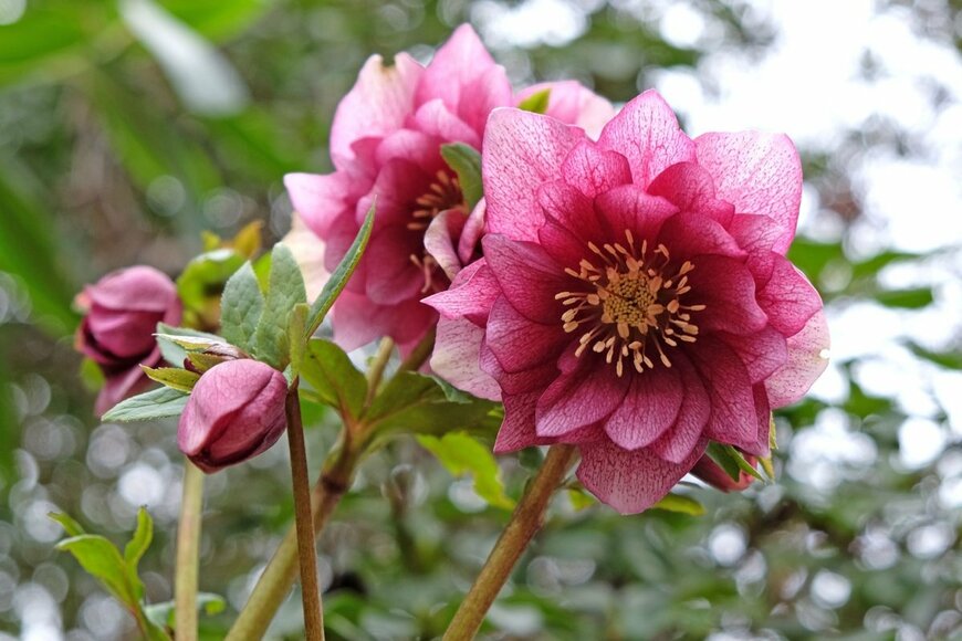 クリスマスローズの花。八重咲きで色は深いピンク。