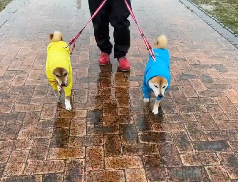 2匹のレインコートを着た犬