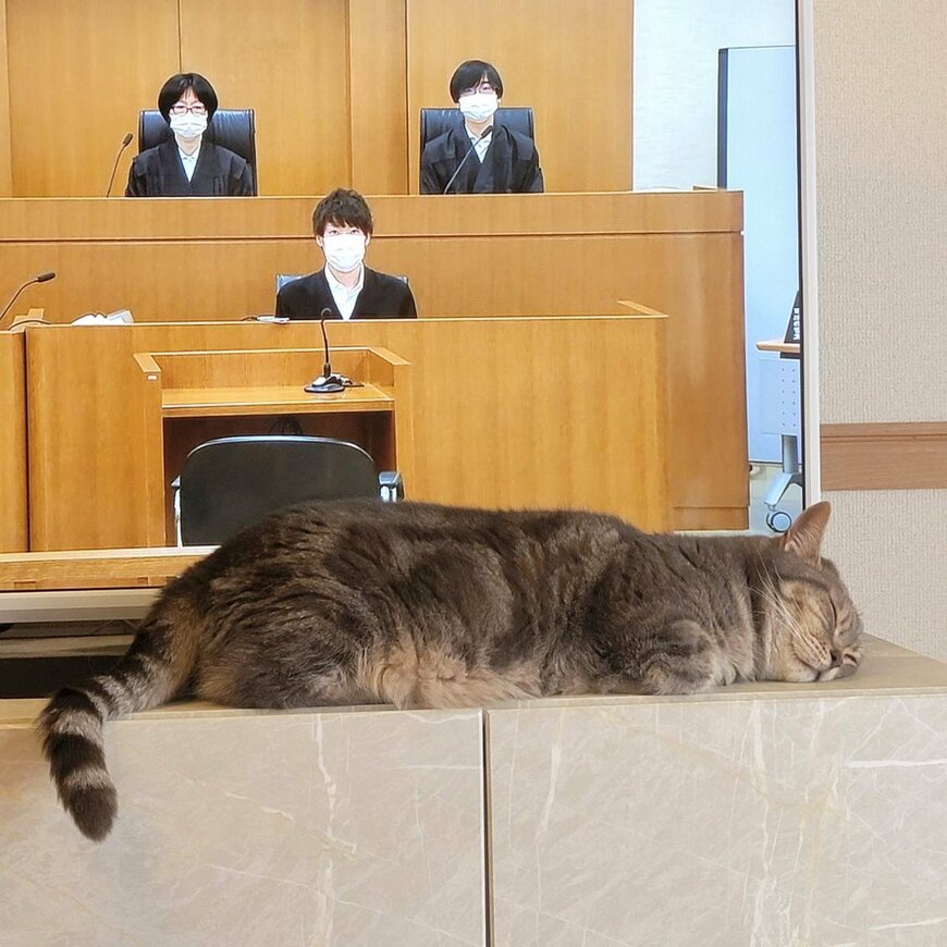 まさかそこで…至福の表情で爆睡する猫が話題「許しちゃう笑」 Snsで人気の犬・猫を写真つきで紹介シリーズ Limo くらしとお金の経済メディア