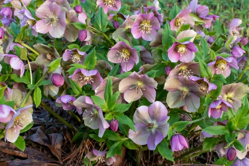 クリスマスローズ