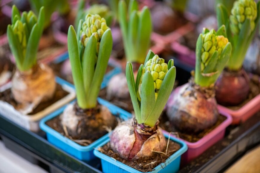 ヒヤシンスの芽出し球根