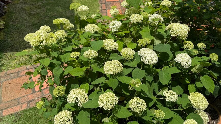 150cm四方に育った、植え付け20年目のアナベル
