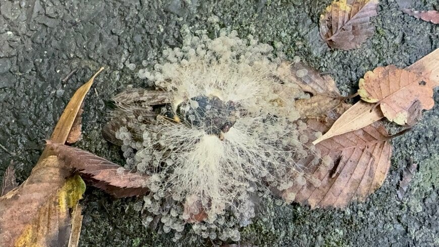 発見されたセミ