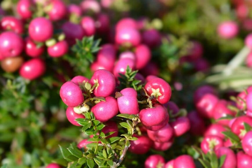 ピンク色の丸い実をたくさんつけているペルネチア