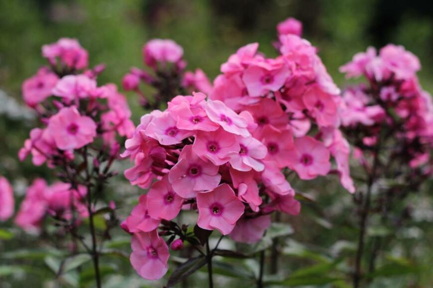 宿根フロックスの花。花弁の色はピンク、中央部は花弁よりも濃いピンク。