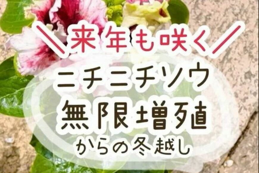 来年も咲く、ニチニチソウ無限増殖からの冬越し タイトル画像