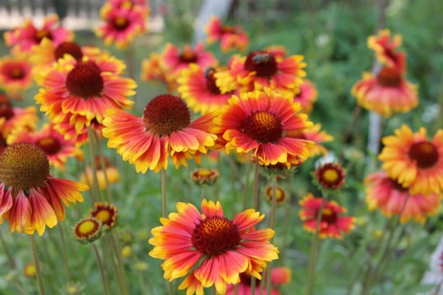 オレンジのガイラルディア