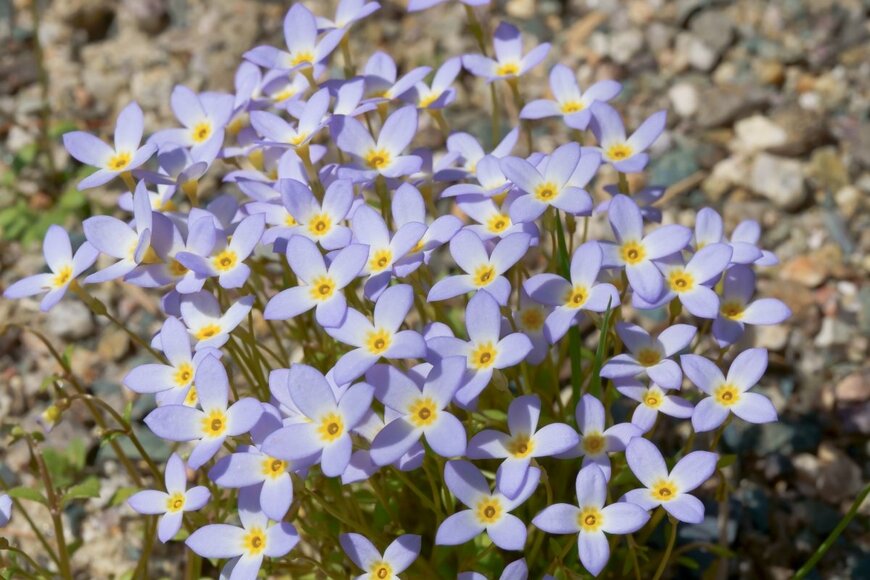 ヒナソウの花。小さく、色は薄紫。