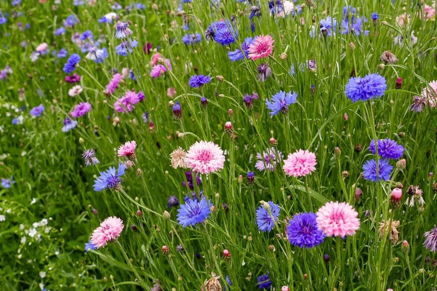 青やピンクの花を咲かせている、ヤグルマギク