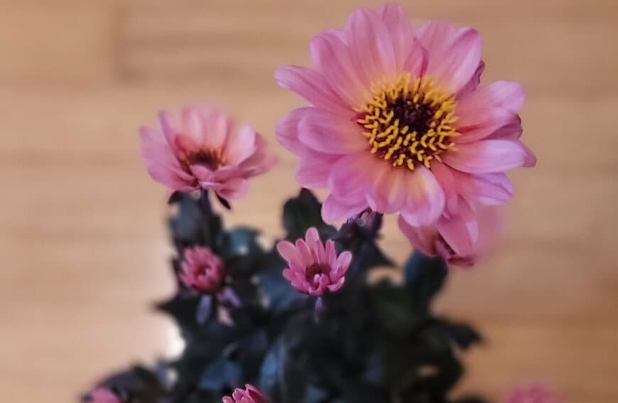 プチダリア ハミングブロンズ・エタニティの写真