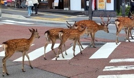 可愛らしい鹿たち