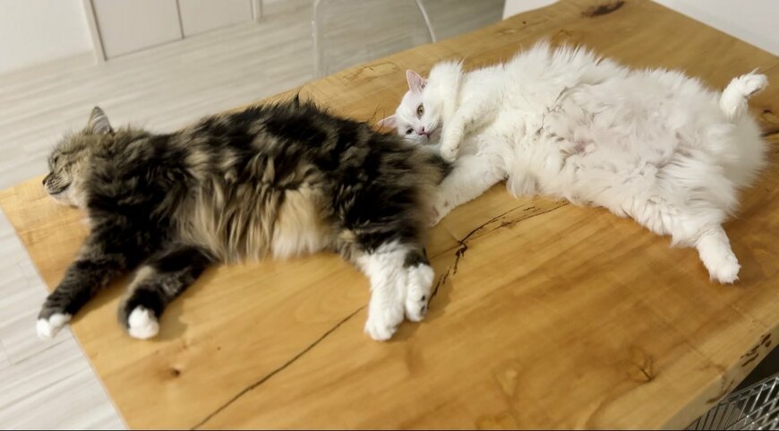 寝転がる二匹の猫