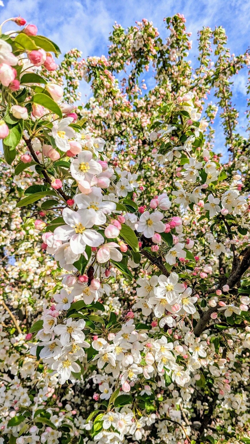 見頃を迎えたリンゴの花