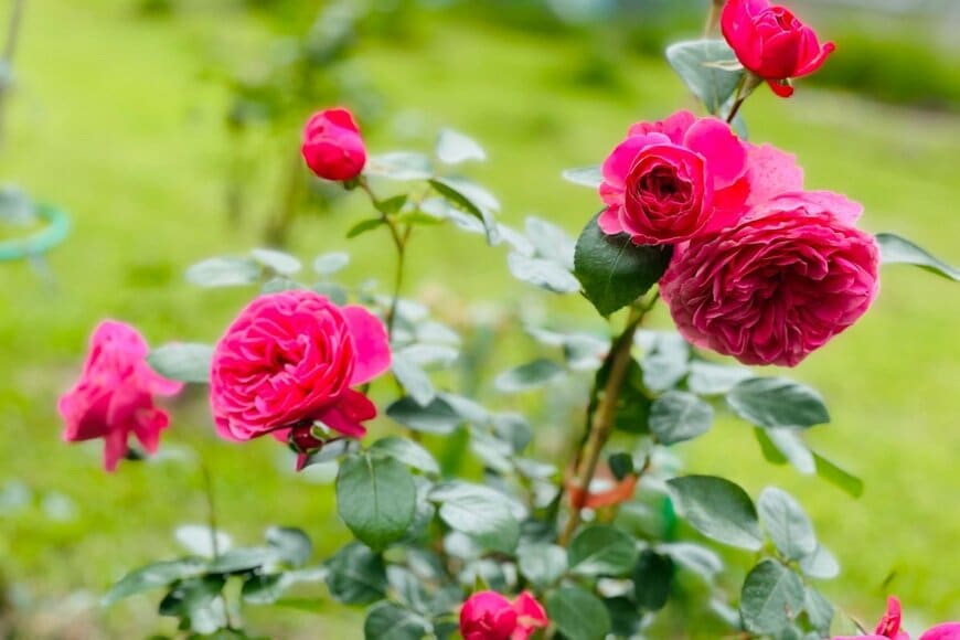 濃いピンクの花を咲かせている、 レオナルド・ ダ・ ヴィンチ