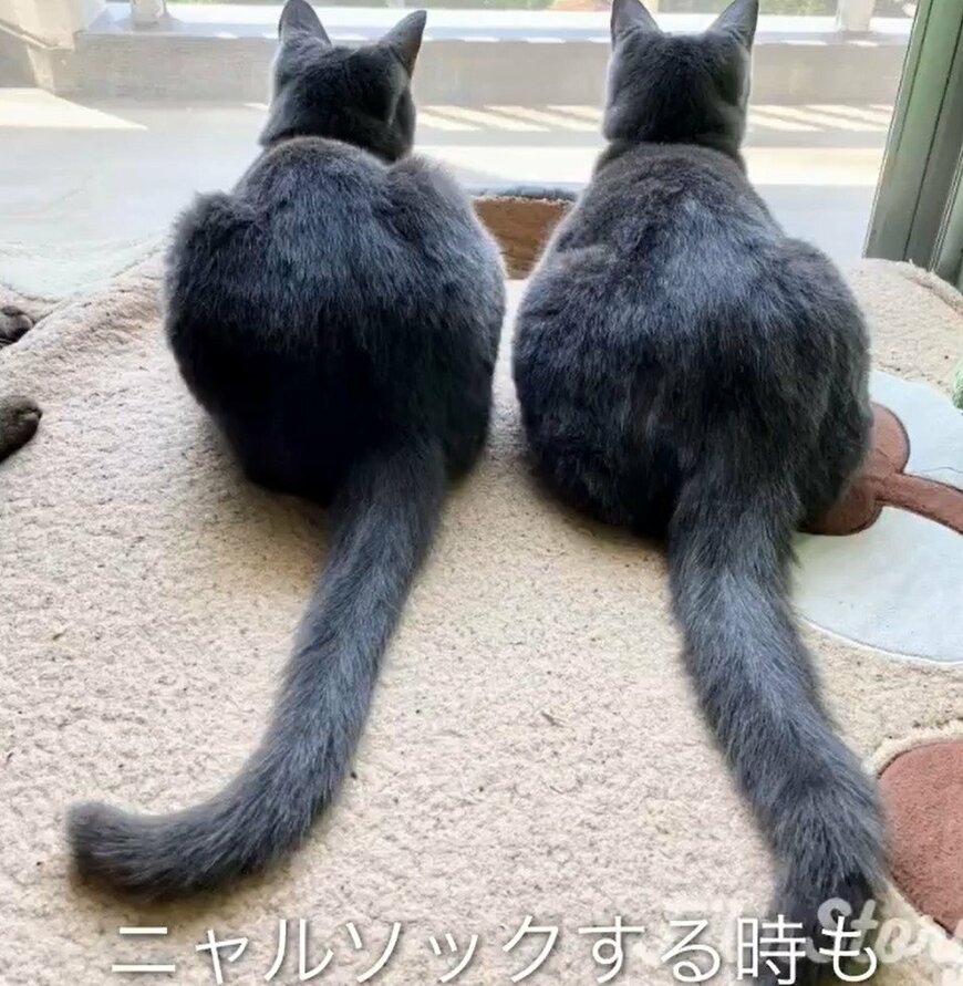 2匹の猫