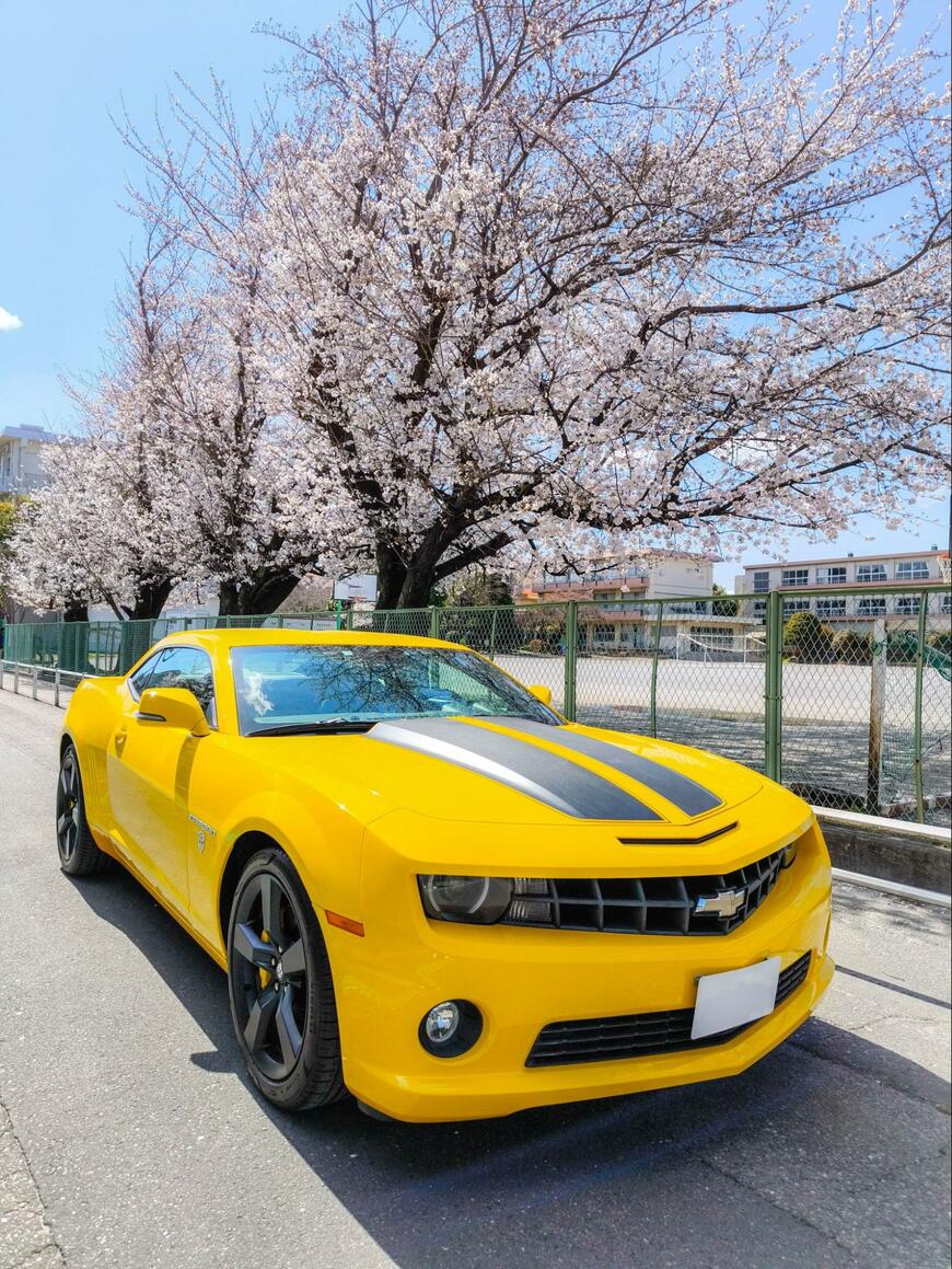 桜とシボレー