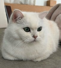 「中におじさん入ってない？」普段は貴公子のような美猫の豪快スタイルに思わず二度見！