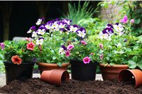 【ガーデニング】春から秋まで楽しめる多年草＆一年草オススメ7選