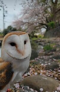 【ちょっとしんみりメンフクロウ】桜が散るシーズン到来　桜を見納めるフクロウにいいねが続々