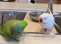 【握手拒否するインコ】あんよを「ギュッ！」からの「ちょ、やめて！」が切なすぎる！