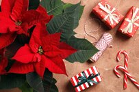 クリスマスプレゼントにおすすめ「とびきりお洒落な花」7選。大切な人に心を込めて