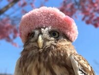 【お花見をするフクロウ】お花見を楽しむフクロウ、衝撃のラストに笑いが止まらない！