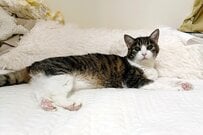 眠りながら「血圧測定を受ける猫」が話題　とてつもない可愛さに「気絶しそう」