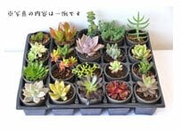 【ふるさと納税返礼品】ガーデニングが楽しみになる！「多肉植物詰め合わせ」「イングリッシュローズ」苗がうれしい！