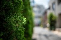 近所の雑草の茂みでカラフルな果実を発見　自然界のものとは思えない不思議な色の理由とは