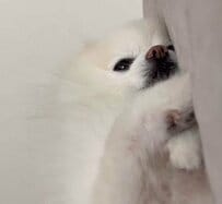 「おはよ」と言われた犬　まだ起きたくないので…とりあえずとった行動がかわいすぎた