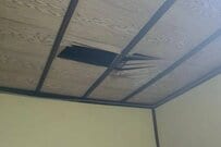 自宅の天井から「落ちてきた生物」に目を疑う　「まさかの侵入者」に思わず二度見