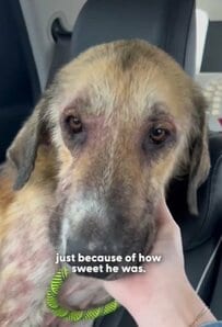 痛々しいケガを負って衰弱した犬　犬の群れに追われているところを救助され…困難乗り越え元気を取り戻す姿に感動