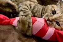 エビのぬいぐるみに「求愛中」！？夢中で遊ぶ猫ちゃんの姿に悶絶する人続出