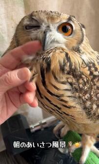 【ばあちゃんとフクロウ朝の儀式】幸せいっぱいな光景に思わずほっこり