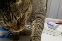 【バレてない？】申し訳なさそうな顔で「あるもの」を狙う猫　かわいすぎる仕草に笑ってしまう