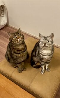 ぼーっとする猫と、ニコニコの猫　翌日の様子は…やる気がなさすぎる様子に笑っちゃう！
