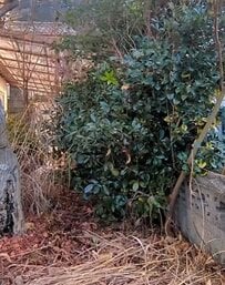 「見終わりスッキリする」視界を遮るほど伸びた〈庭木〉→チェーンソーの出番かと思ったら…プロの丁寧な伐採で〈広々空間〉に大変身！反響続々