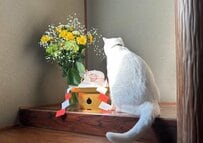 鏡餅をじっと見つめる白猫…予想外の展開と驚きの結末に「最高ですね！」「オーラがすごい」と話題
