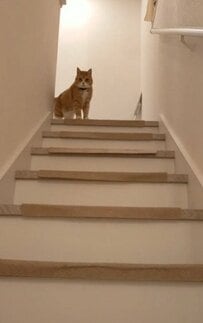 何気ない日常のひとコマがこんなに可愛いなんて…！猫ちゃんの可愛らしさに癒される人続出